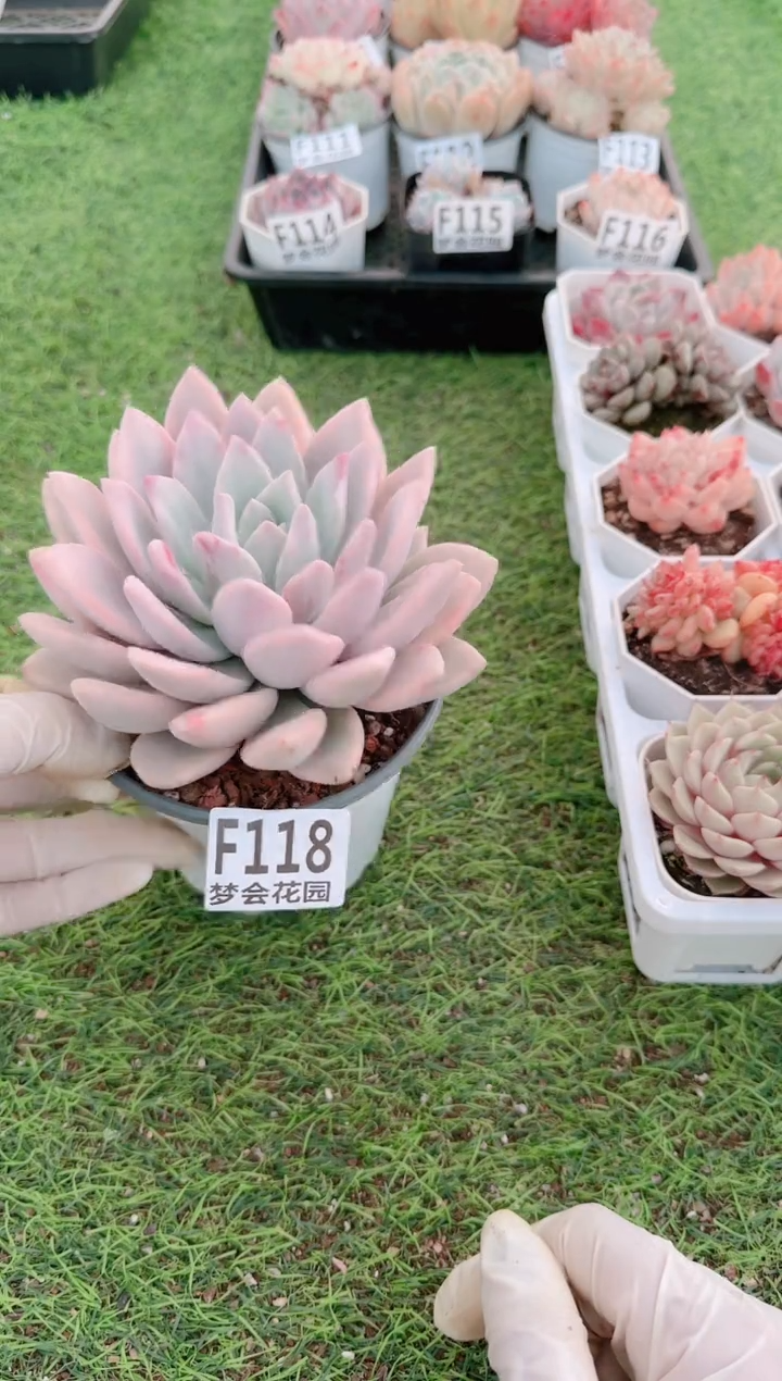 【闪购商品】梦会多肉一物一拍