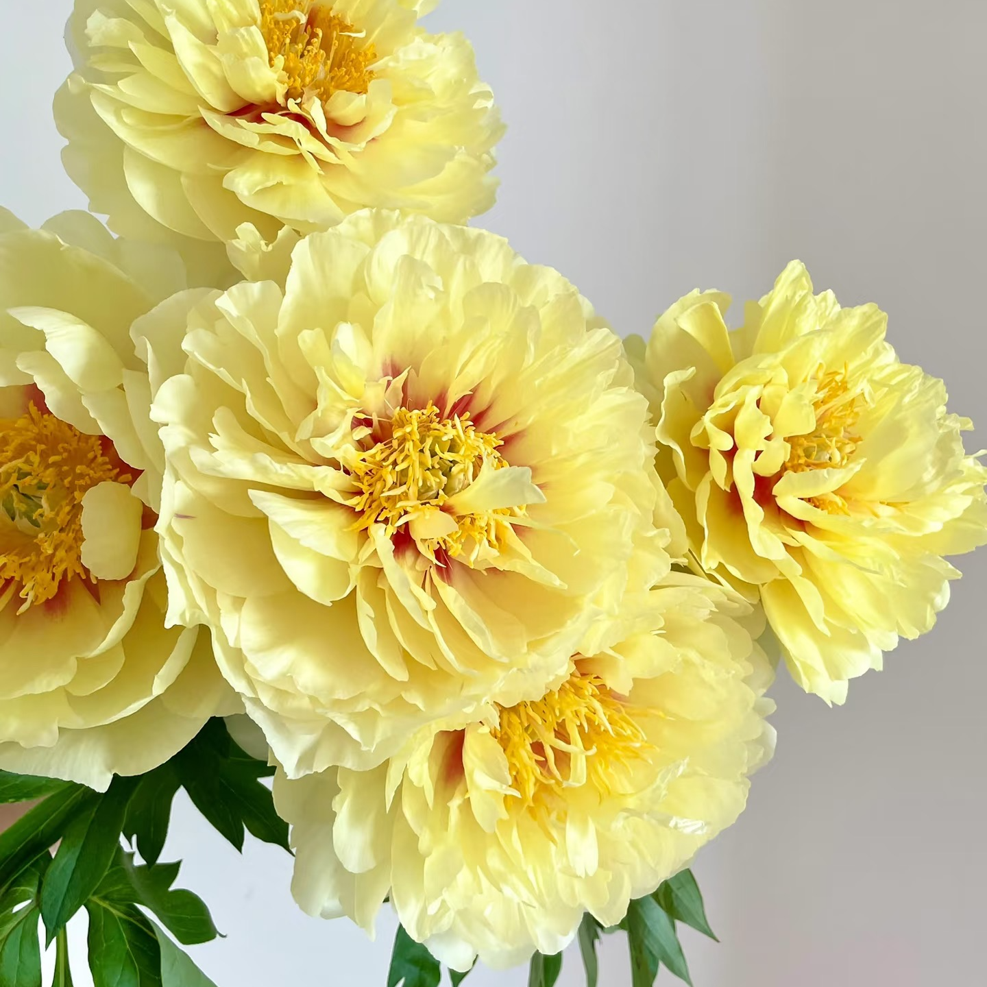 芭茨拉 菏泽基地芍药直发，包对版