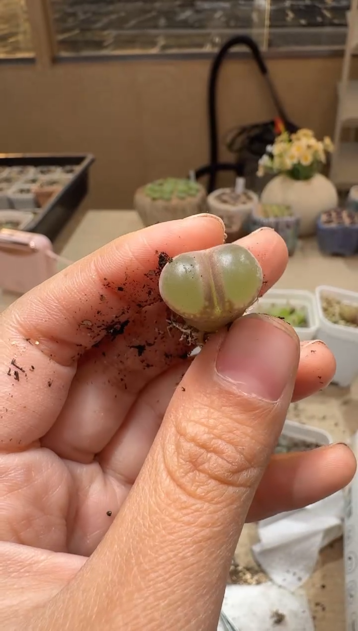 多肉植物肉锥3-434