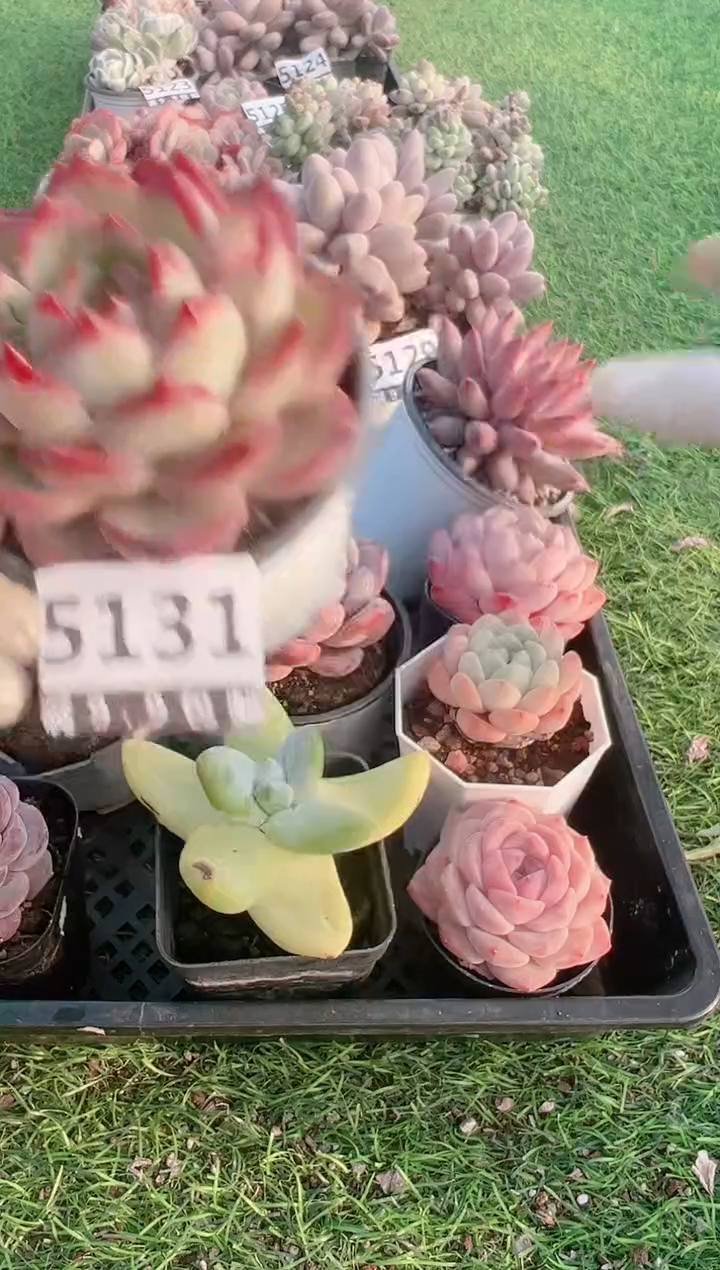 【闪购商品】信福多肉一物一拍