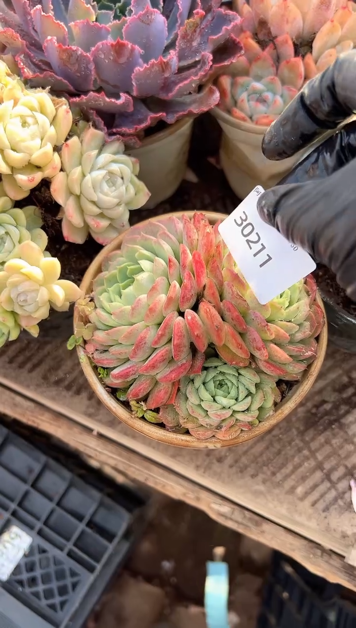 今****˗多肉植物一物一拍30211