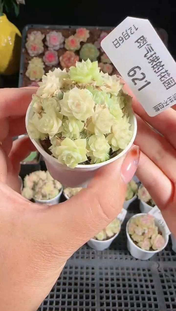 1206-621多肉群生不包整