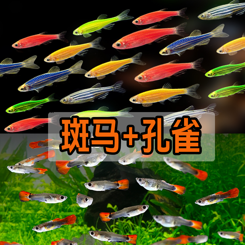 【七彩斑马+孔雀】斑马鱼孔雀鱼小型热带灯科淡水观赏鱼好养耐活