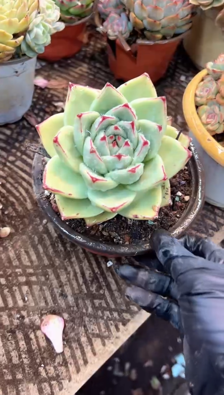 猫*咔多肉植物一物一拍21351