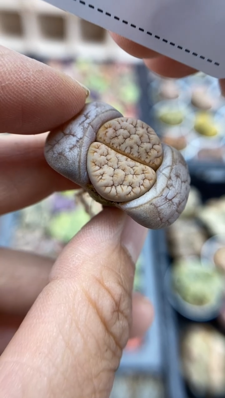 【闪购商品】8201直播一物一拍