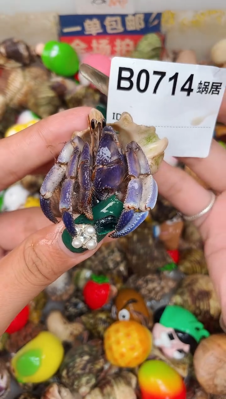 陌派甄选寄居蟹0714