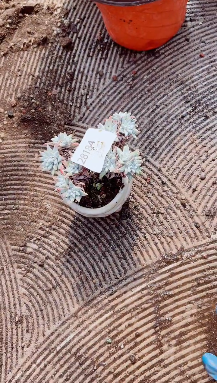 简*跃跃精品多肉28184