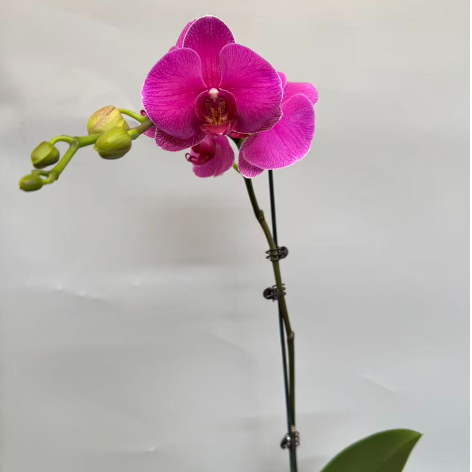 蝴蝶兰[恭喜发财]昆明直发