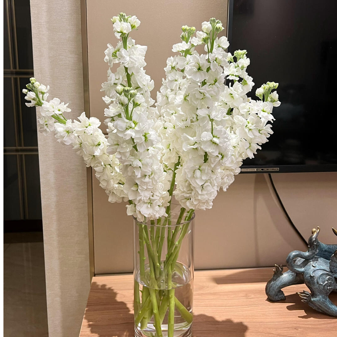 喷香紫罗兰白色5支（鲜花次日达）今天买明天到