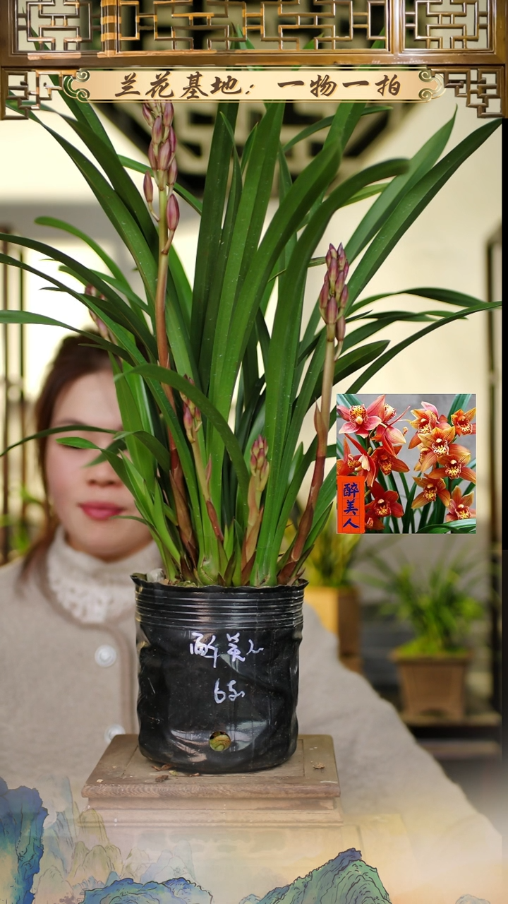 全部花苞醉美人6花苞