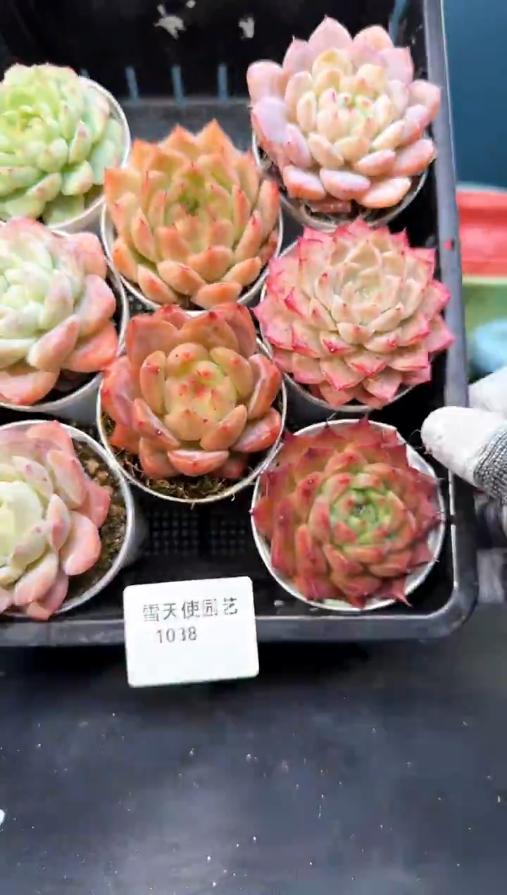 10 38    多肉8 颗 