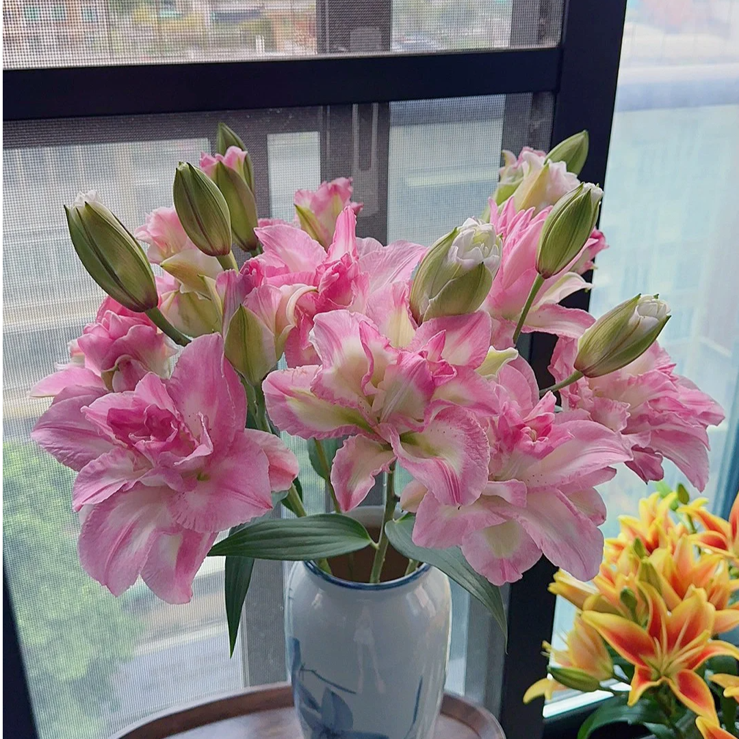 【全疆京东包邮】幸运天使重瓣百合