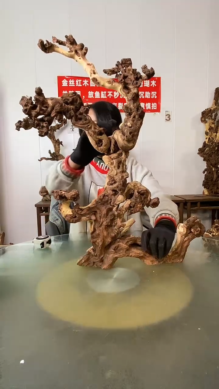 木笑***，金丝红木  羊蹄甲