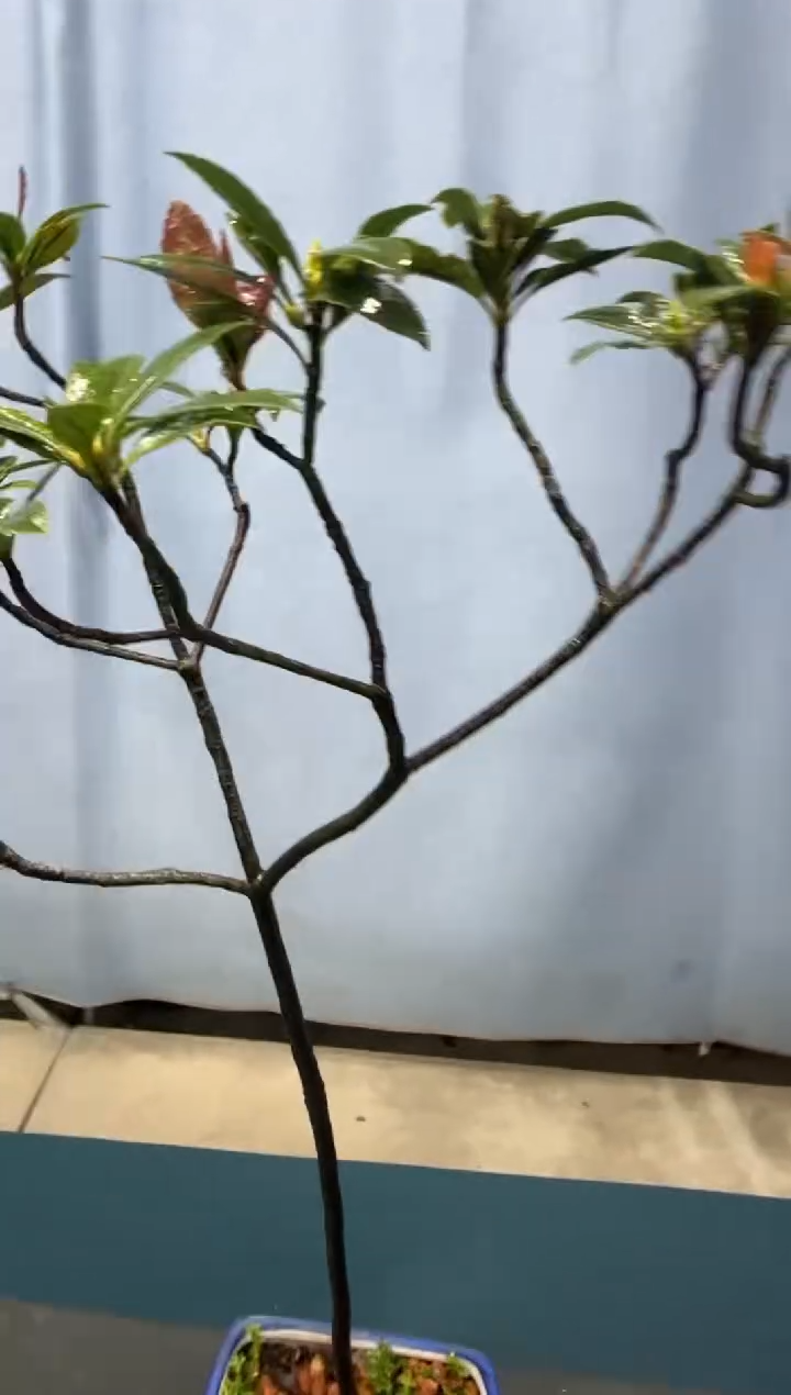 【闪购商品】盆景春花