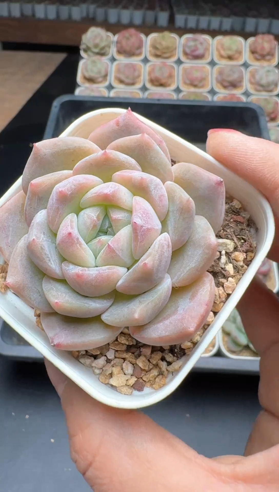 【闪购商品】746E号一物一拍多肉花卉植物3颗起发