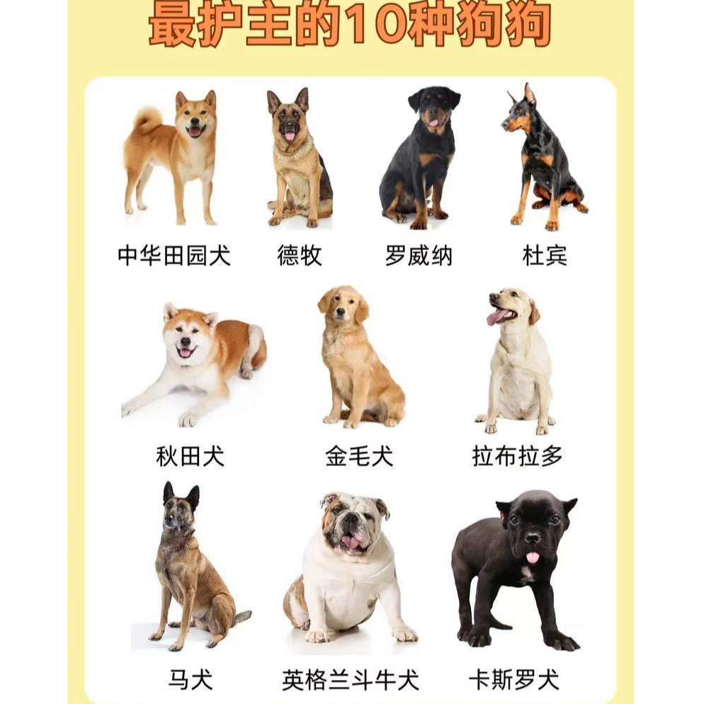 直播间挑选纯种活体狗狗一物一拍