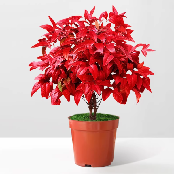 火焰南天竹盆栽冬季耐寒越冷越红四季好养室内桌面景观绿植