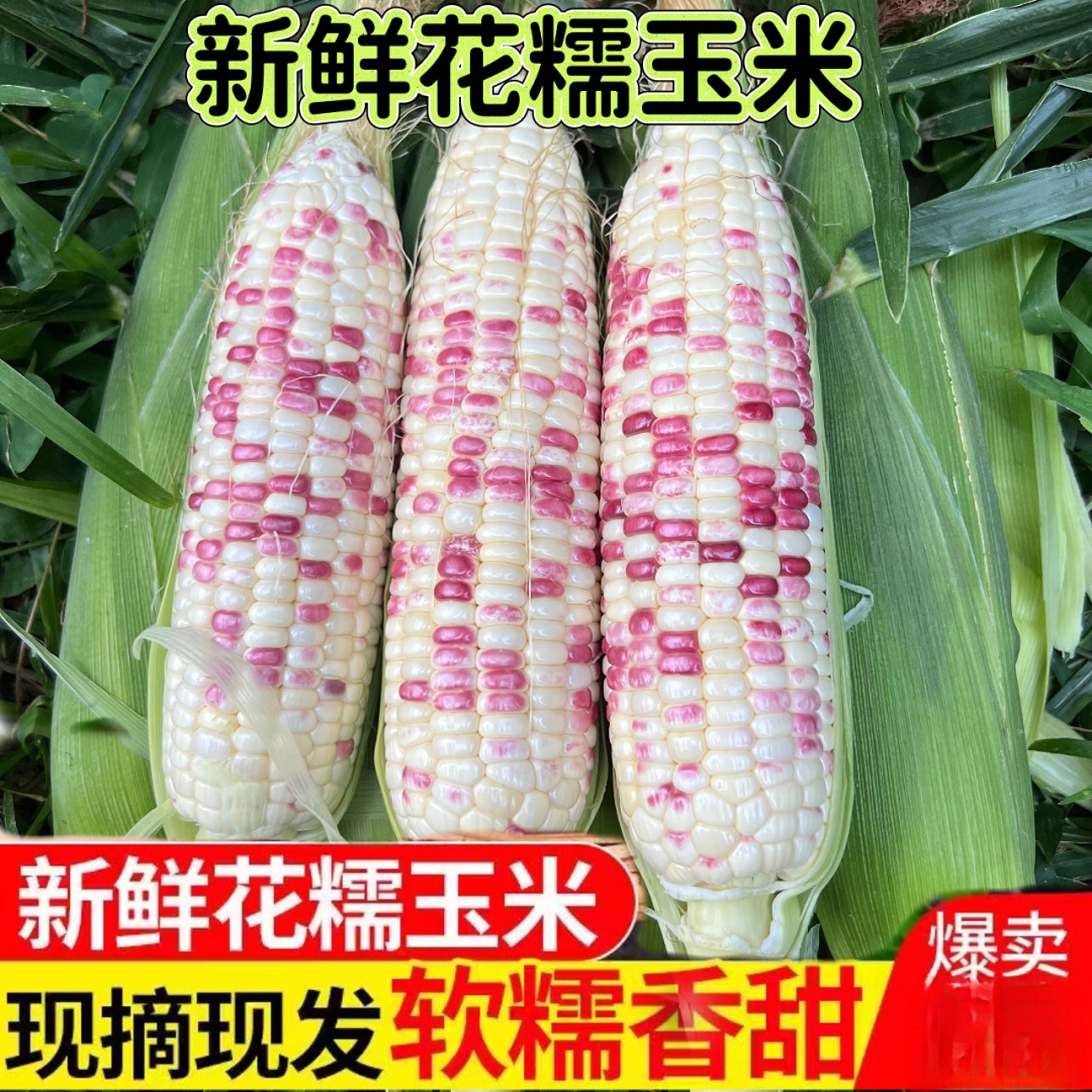 广西新鲜花糯玉米斤应季农家现摘甜糯玉米蔬菜带皮整箱包邮
