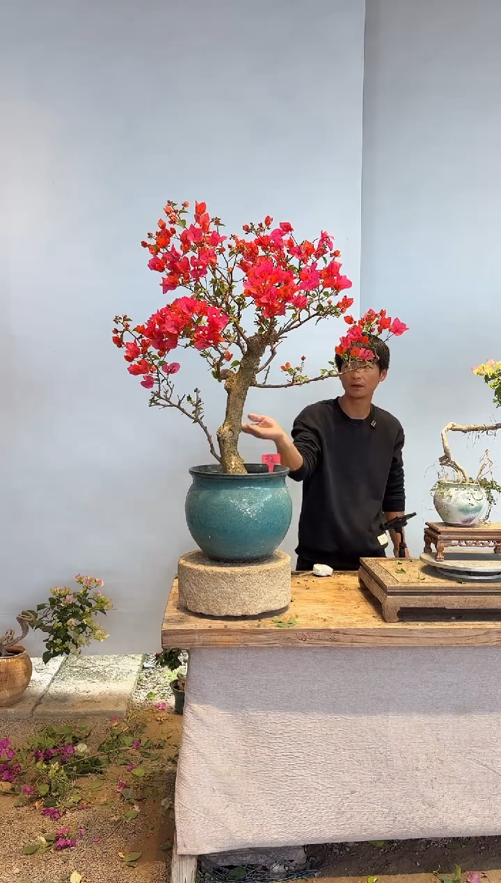 以实际为准三角梅32