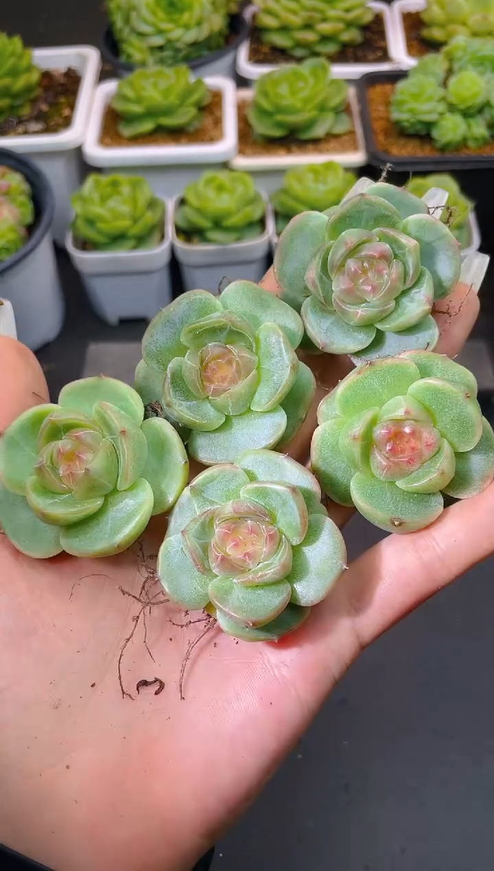 047新珍妮量拍发一颗