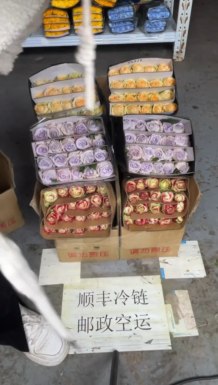 苹果杰克20枝+紫荔枝20枝+香槟20枝