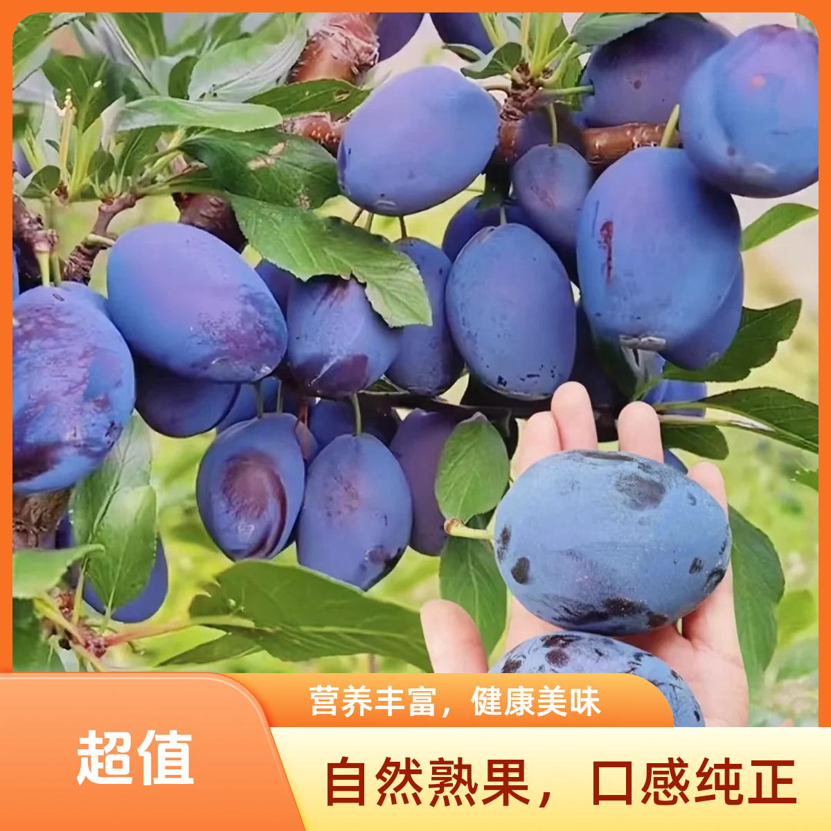 T【顺丰冷链次日达】A级大果正宗头茬西梅应季水果现摘现发新鲜多汁爆甜脆爽放软更甜
