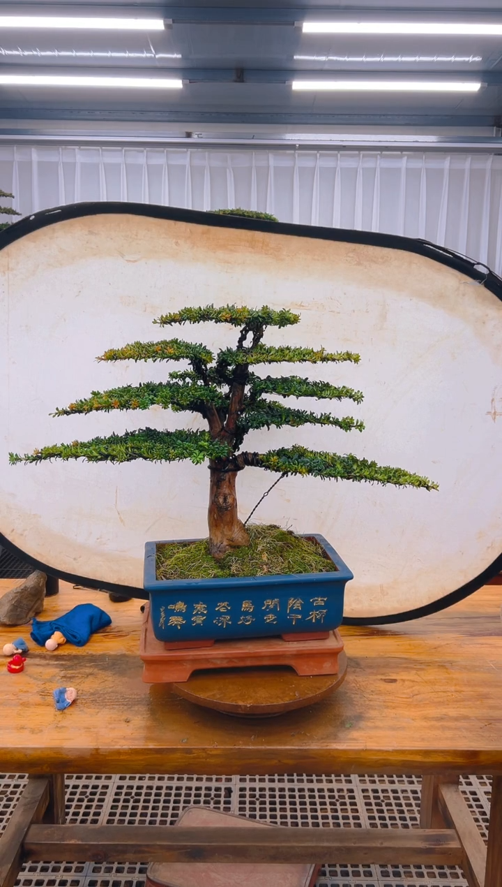 【闪购商品】紫砂精品盆景直播间一物一拍