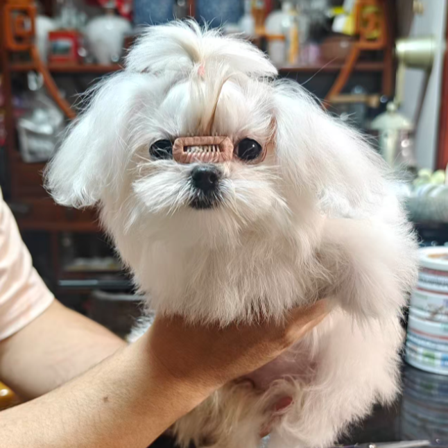 胖姐家的马尔济斯和比熊狗狗