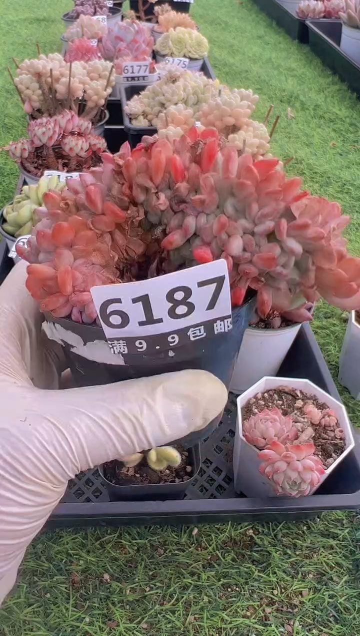 【闪购商品】信福多肉一物一拍