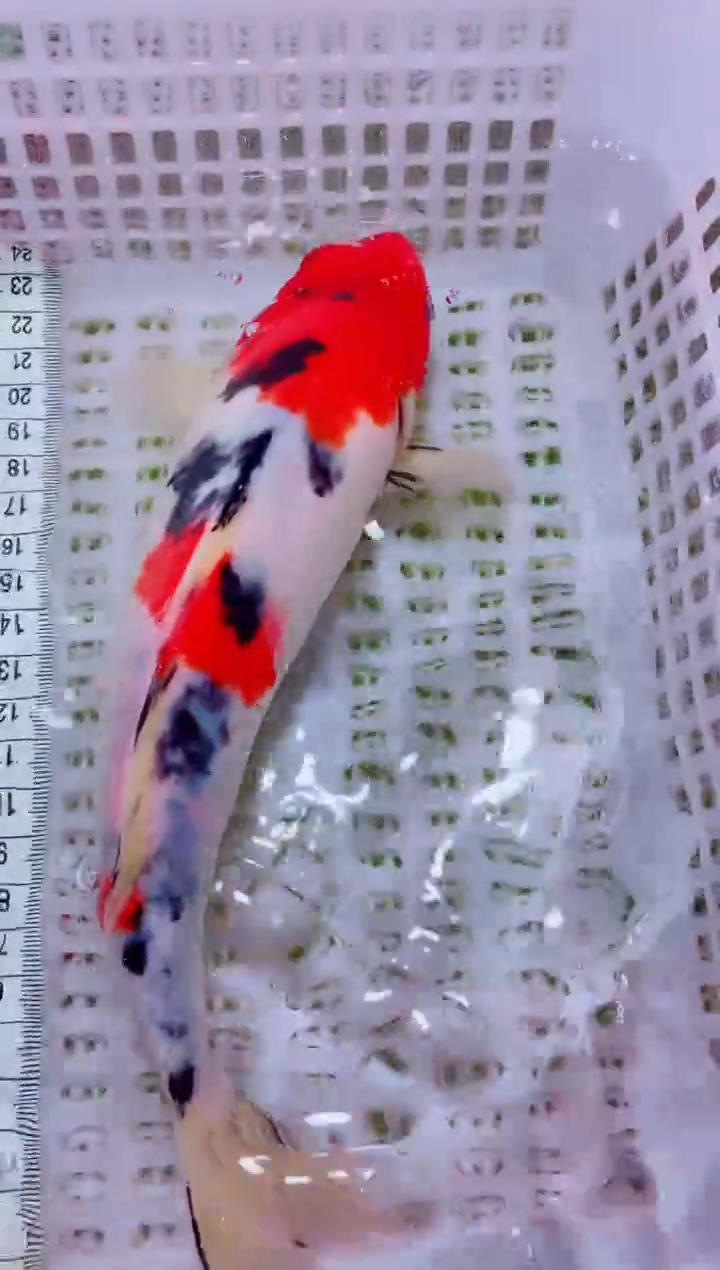 锦鲤血统锦鲤全场包邮59