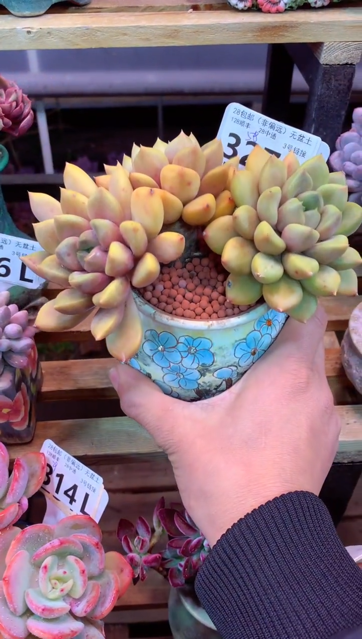 327L（一物一拍，精品多肉，所见即所得 ）