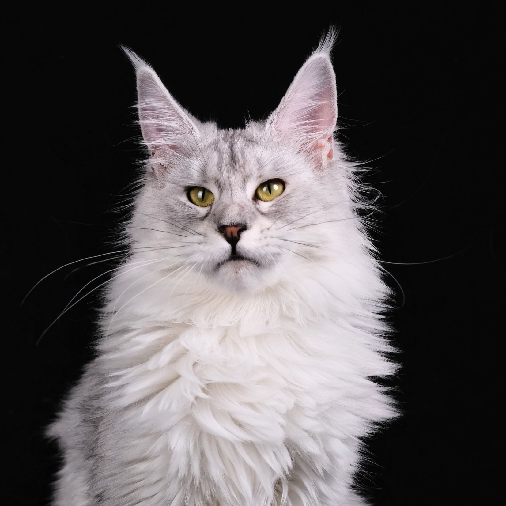 五一特价:（雪糕）银虎斑缅因猫妹妹