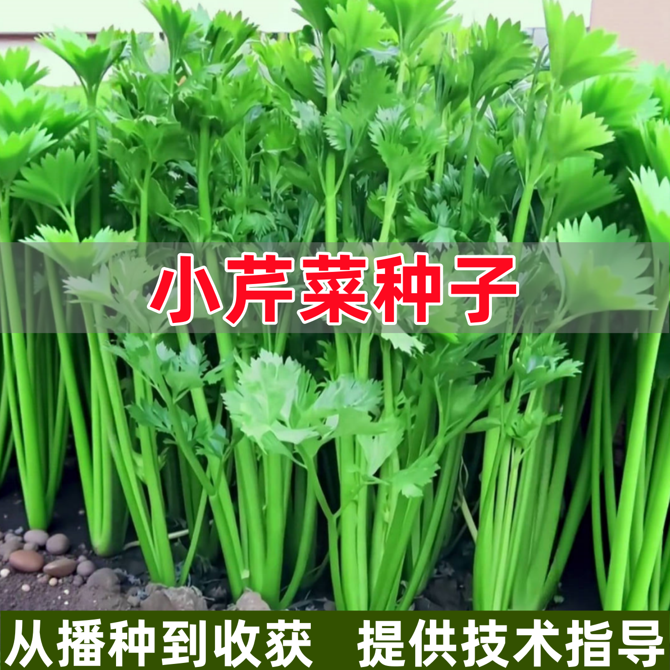 小芹菜种子四季播种庭院阳台盆栽种植细小香芹种籽春季秋天蔬菜孑