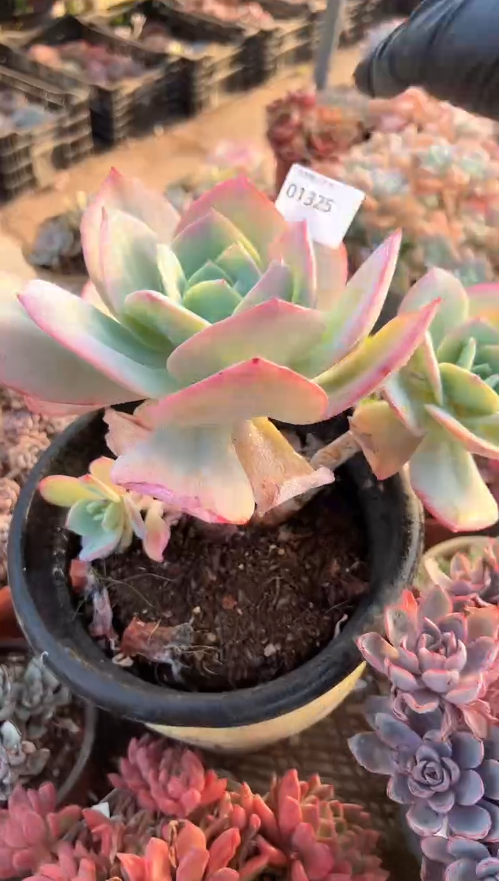 马***?多肉植物一物一拍01325