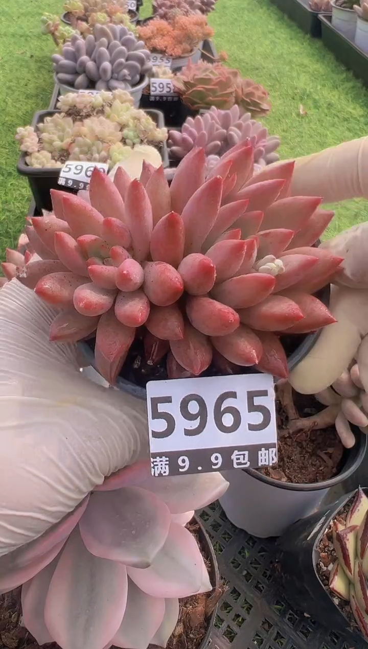 【闪购商品】信福多肉一物一拍