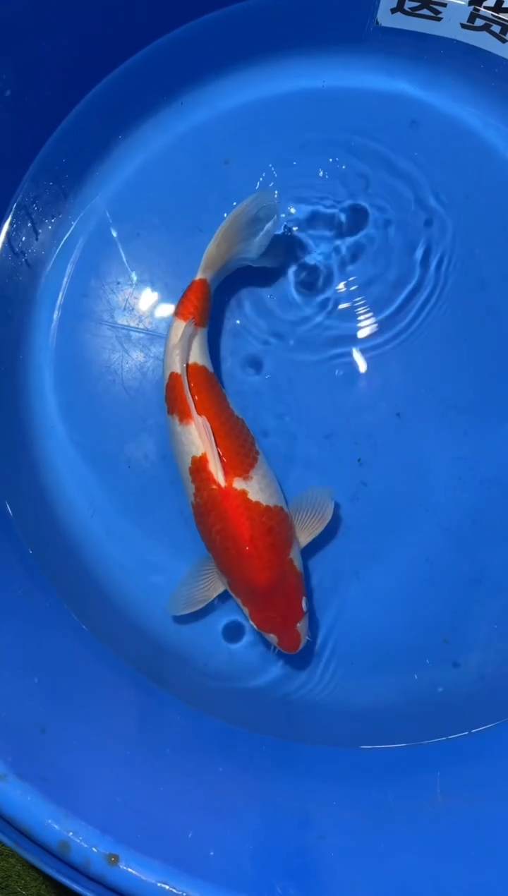 锦鲤精品锦鲤一尾