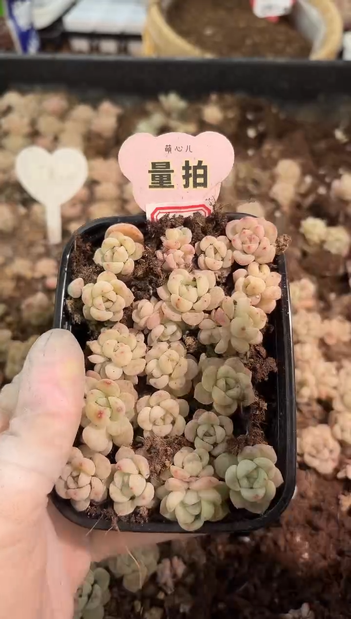 T秃 切糕1盒 量拍混发