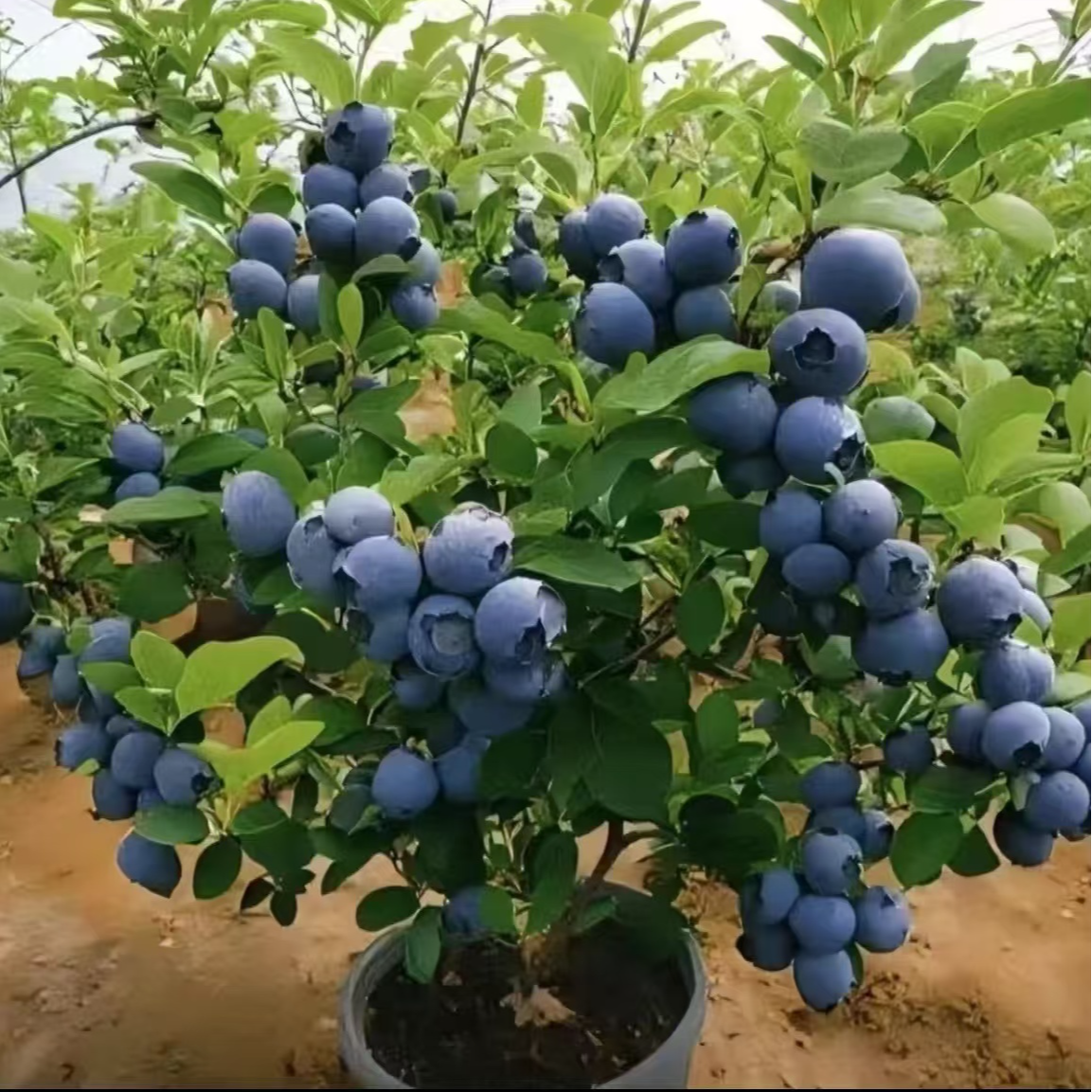 大果蓝莓树苗盆栽地栽南北方种植庭院阳台
