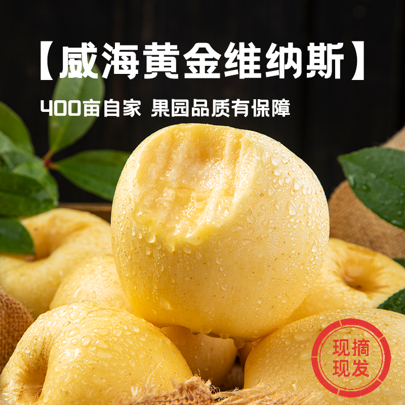 【黄金维纳斯】<精选>高品质维纳斯苹果 威海原产地直发