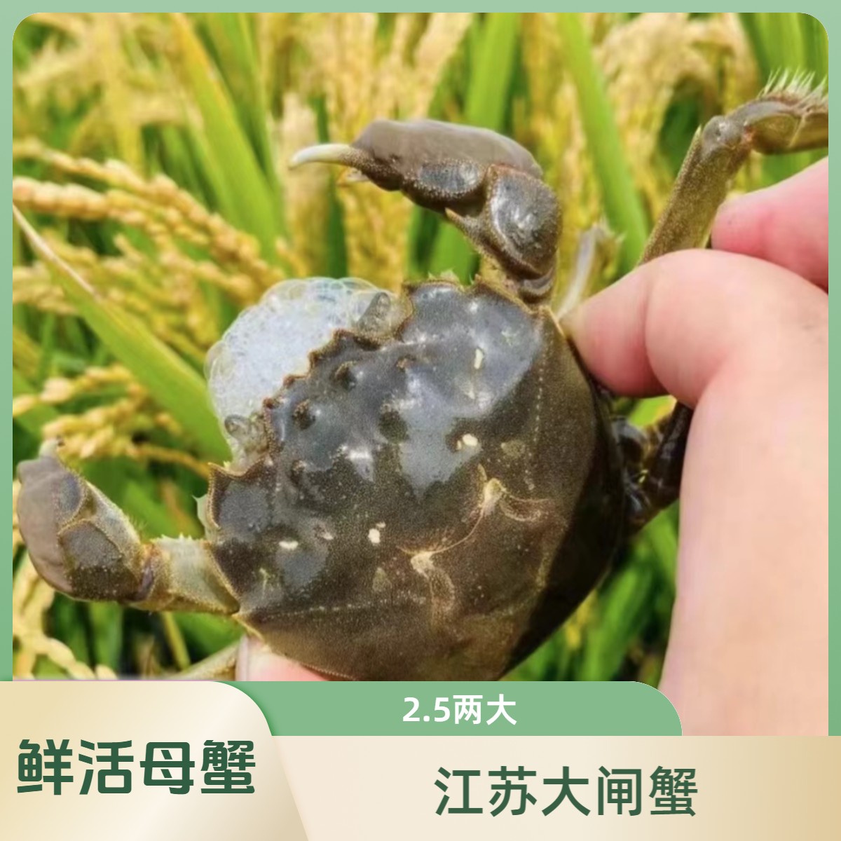 （活蟹）精品2.5两江苏大闸蟹母蟹养殖蟹 5只10只装 （蒸熟需备注）