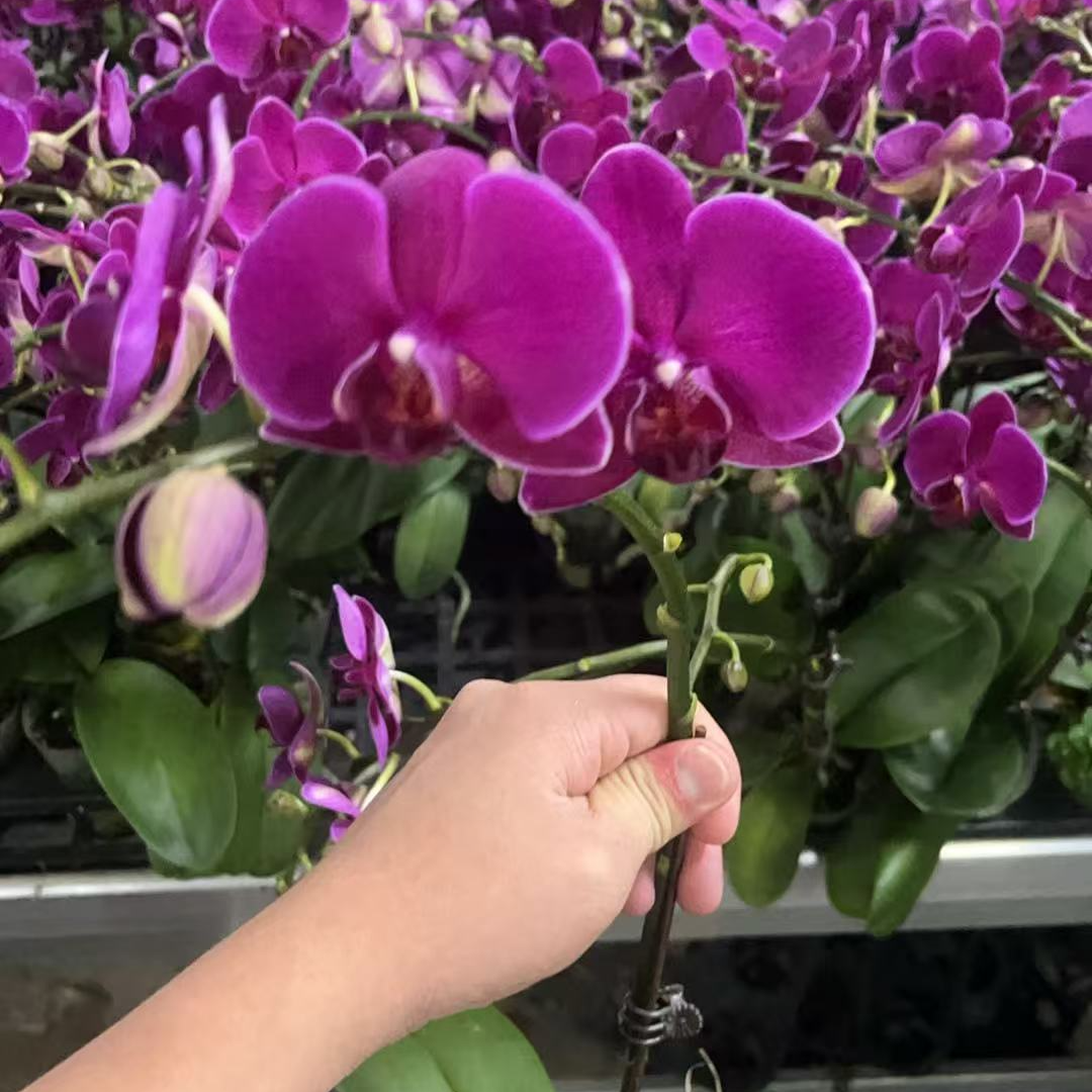 蝴蝶兰【红美人】双花剑 欧品 带花 室内花花 广州基地直发
