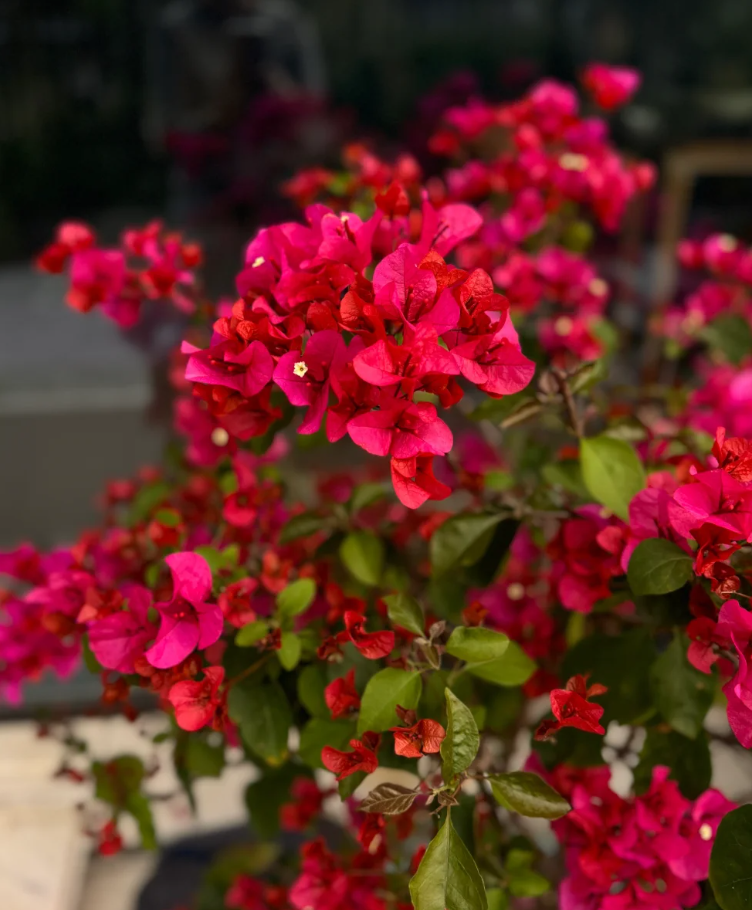 中国红 十肆月园艺三角梅袋苗绿植花卉