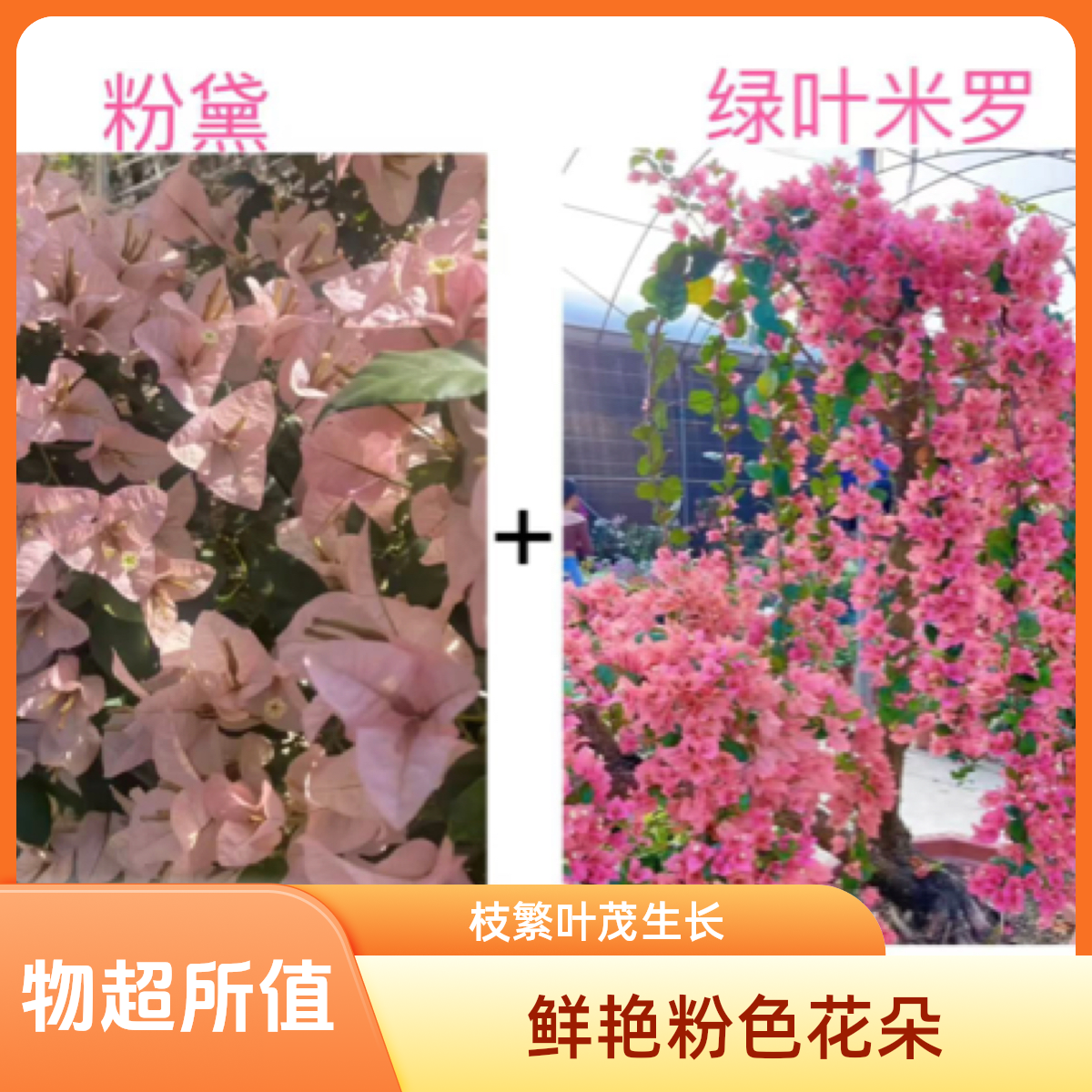 （粉黛+绿叶米罗）名贵组合到手2颗三角梅基地直邮不带花不带盆