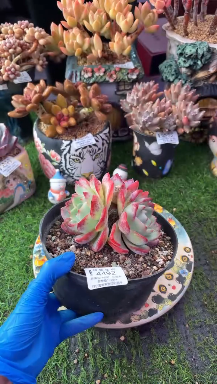 昆明印象多肉4492