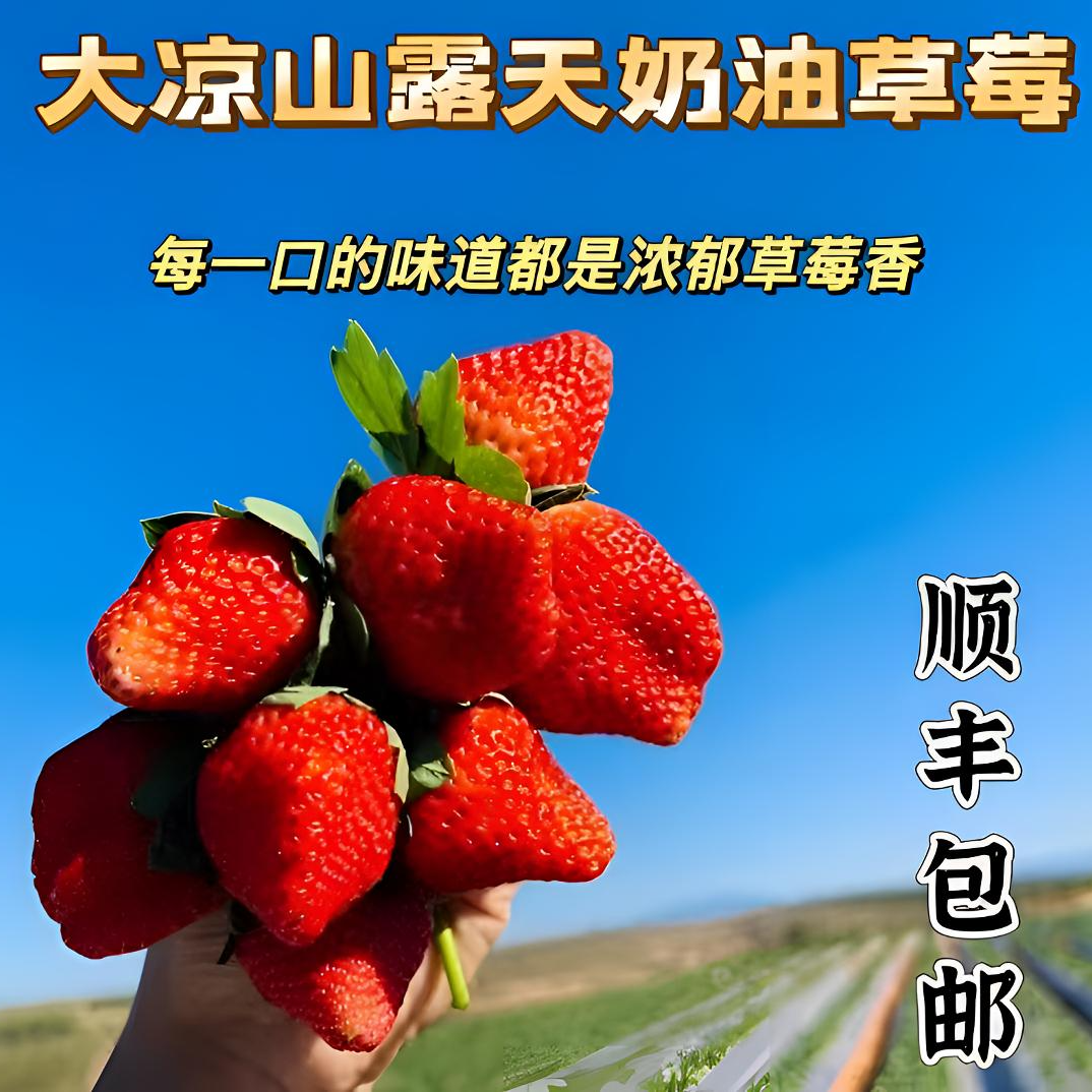 大凉山露天种植自然生长孕妈小朋友爱吃的草莓奶油草莓香甜浓郁 