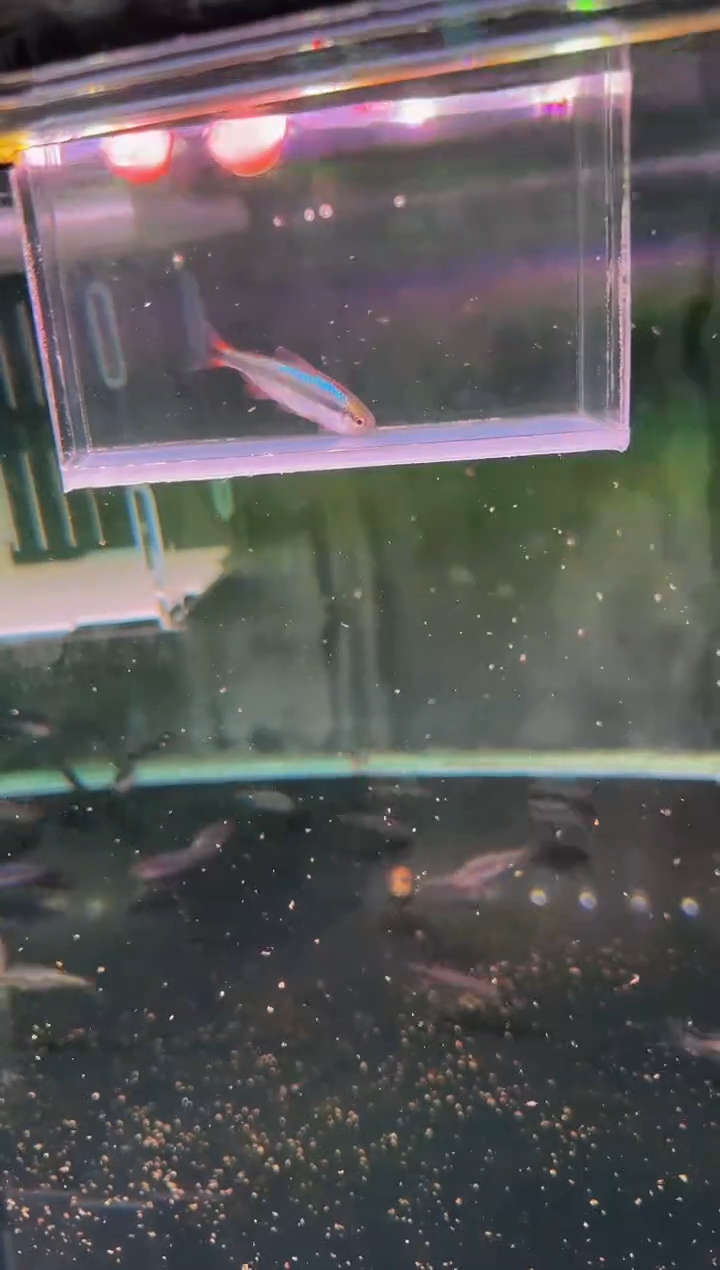灯科鱼新流域缎带*1