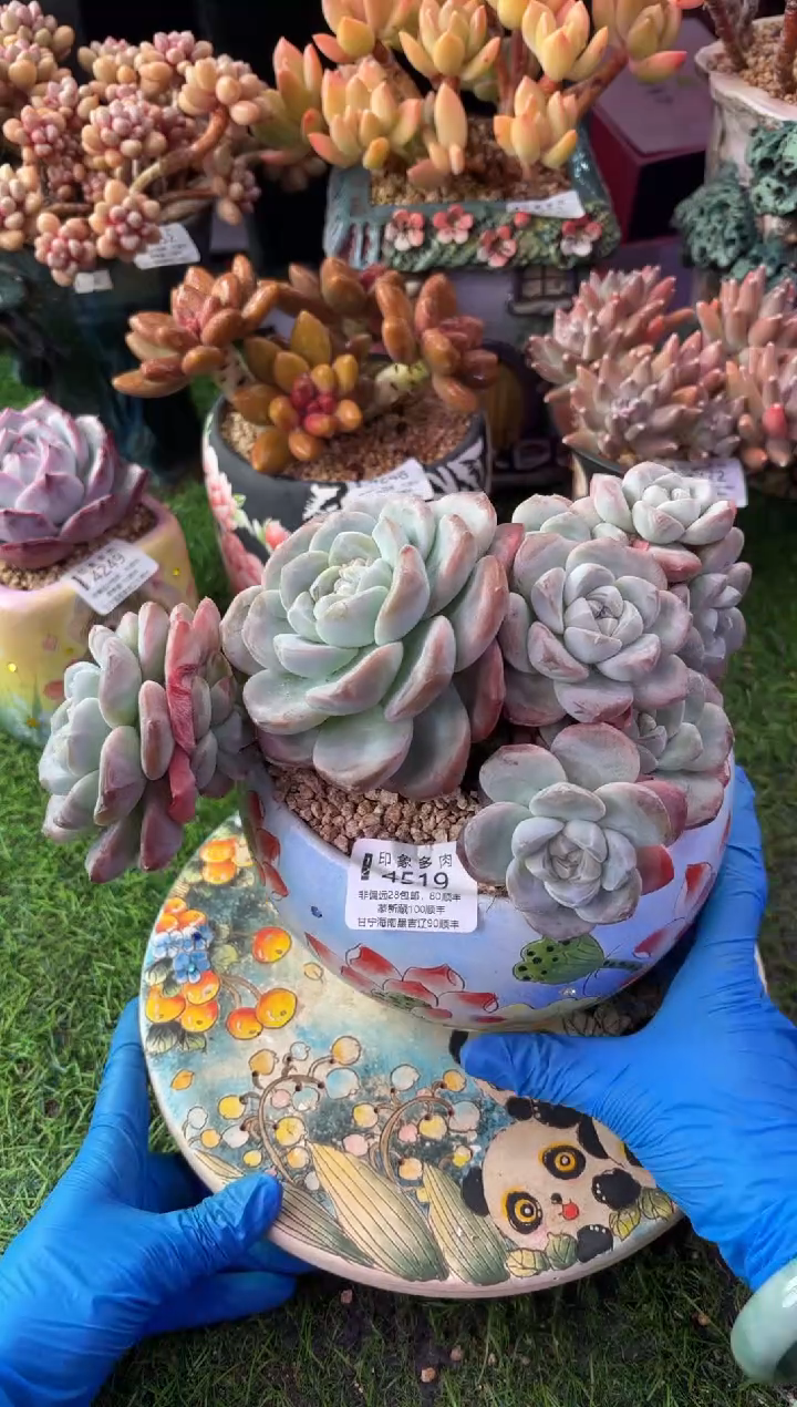 昆明印象多肉4519