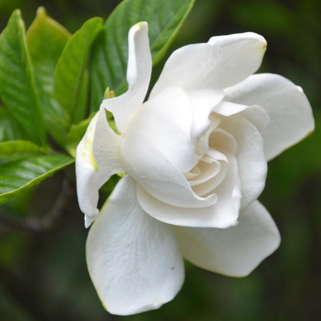 （一物一拍，直播专用）小叶栀子花室内外阳台四季可养花卉植物盆栽