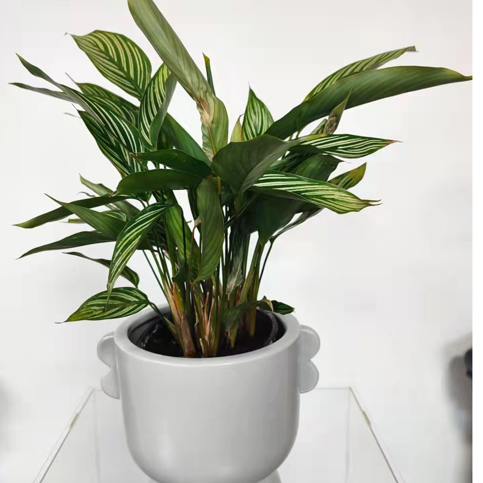 青纹+双耳盆盆栽植物室内客厅办公室花卉