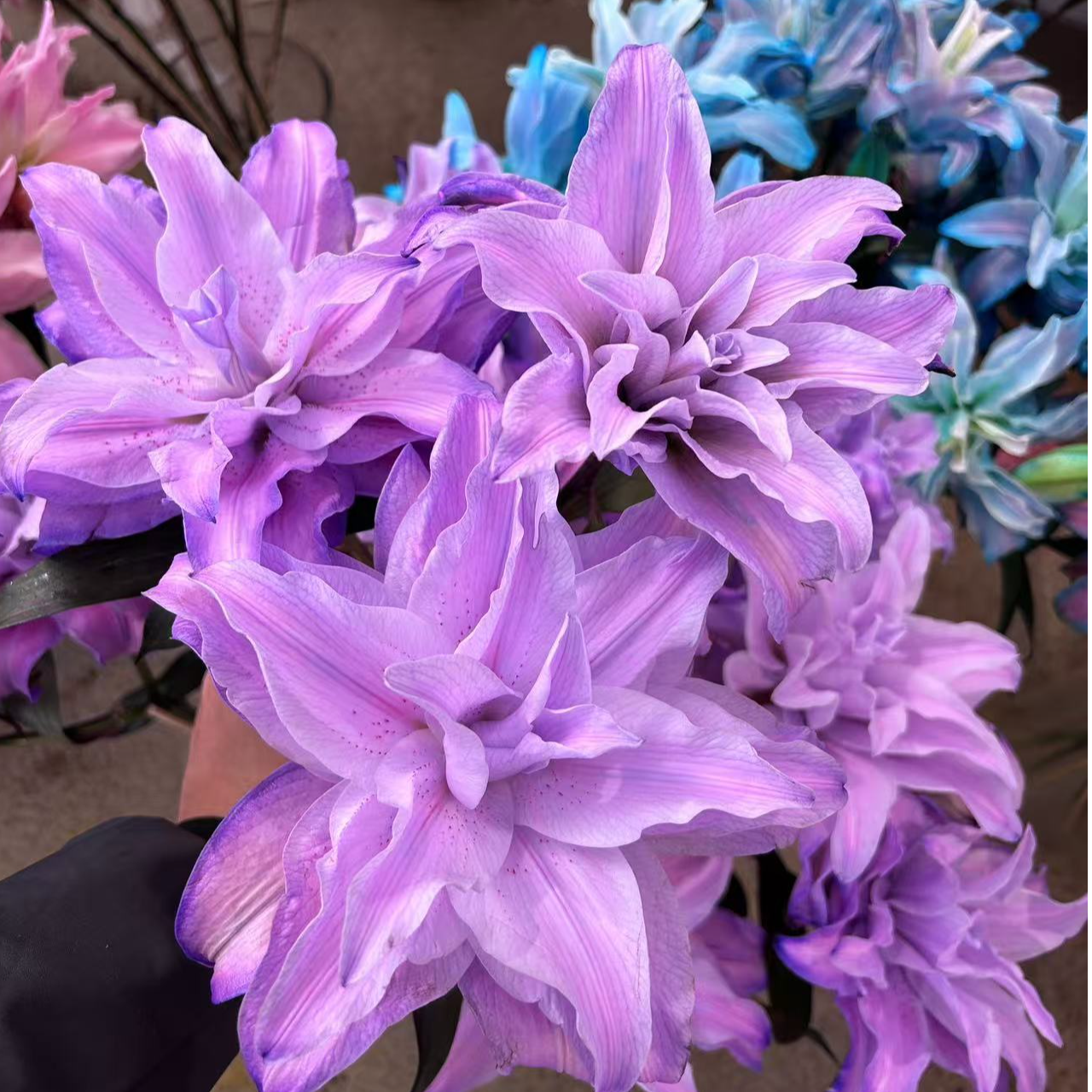 多头 A级【凝夜幽兰】重瓣百合 栀子柠檬清香 夏天小清新 紫色吸色